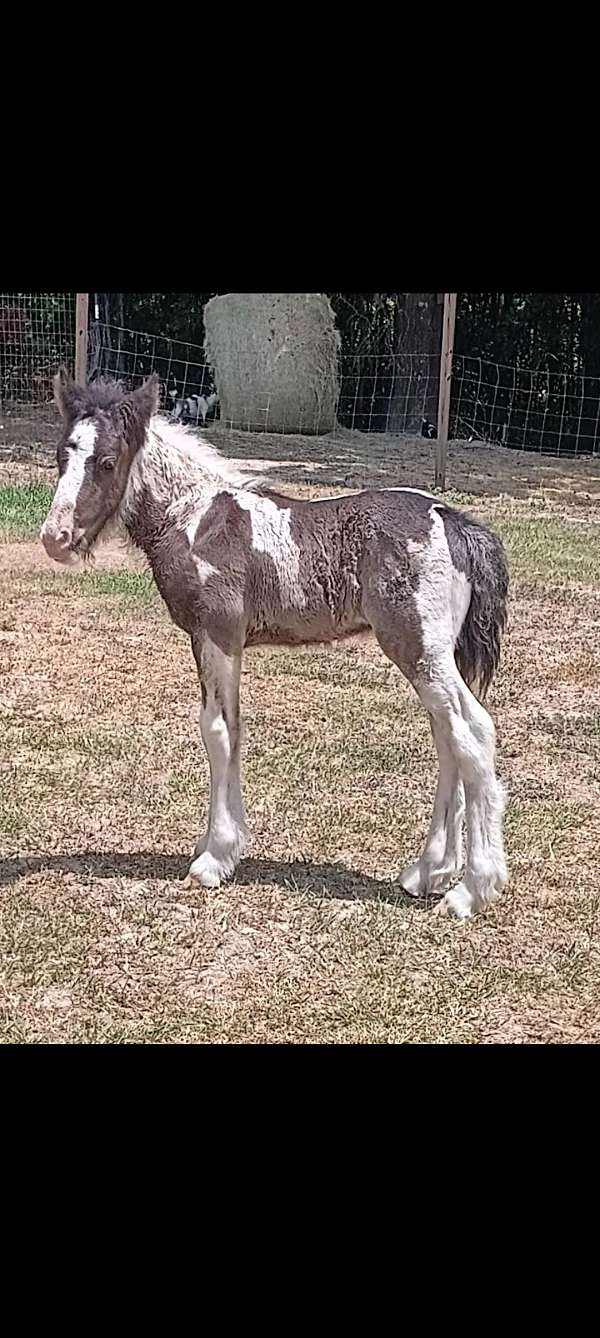 dream-weaver-gypsy-vanner-horse