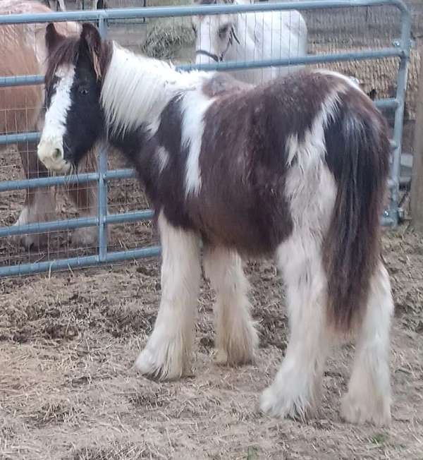 dream-weaver-gypsy-vanner-horse