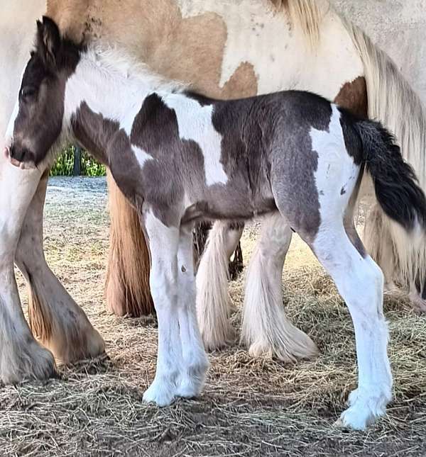 weaver-gypsy-vanner-horse