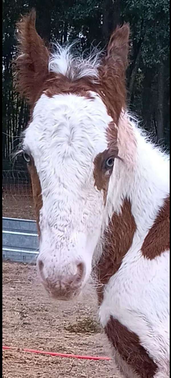 xmas-gypsy-vanner-horse