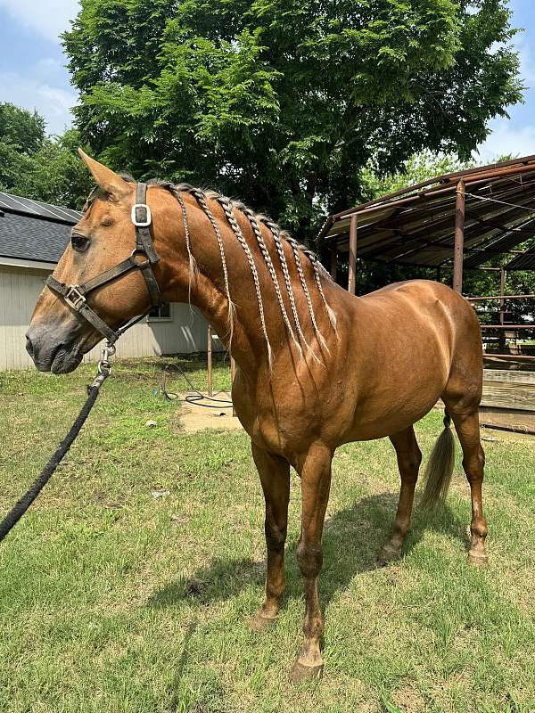 lusitano-palomino-horse-for-sale