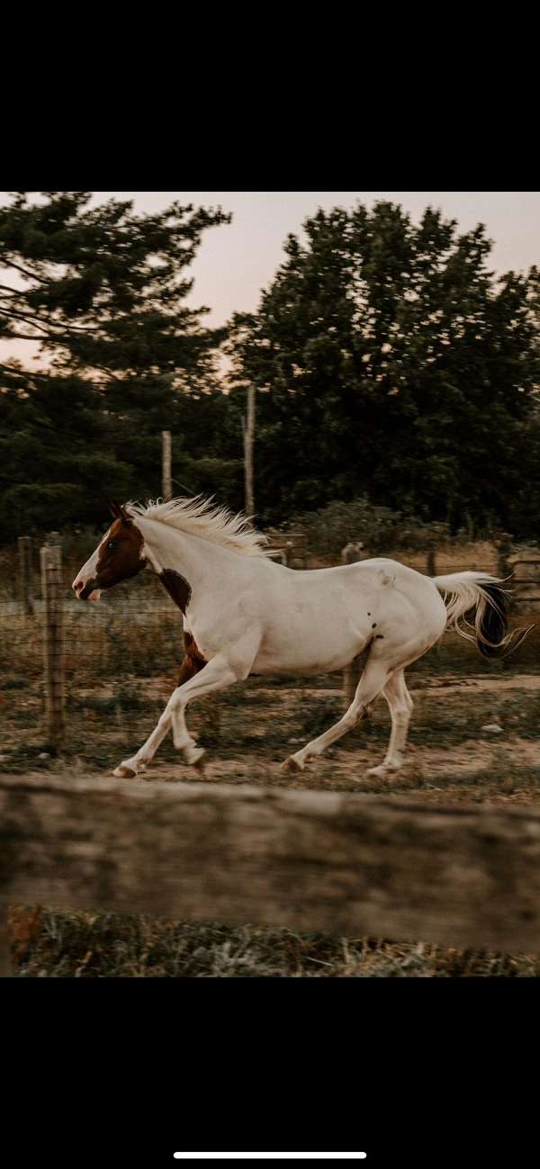 paint-gelding