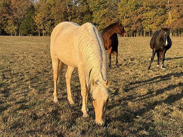 all-around-quarter-horse