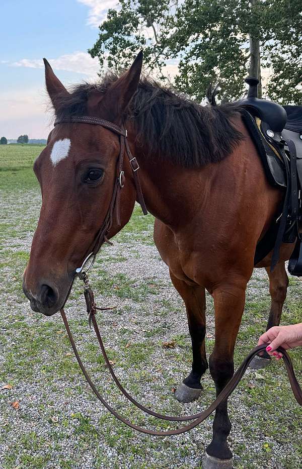 quarter-horse-gelding