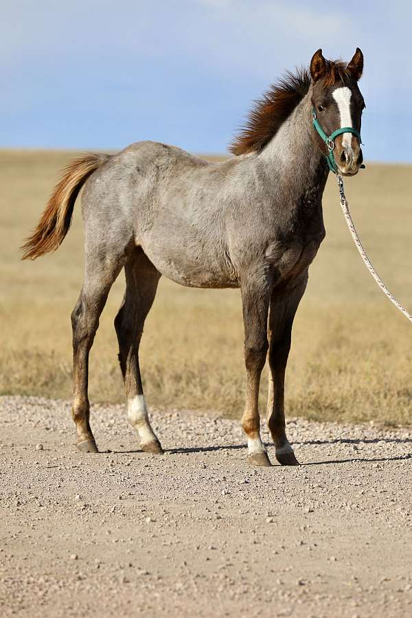 halter-ranch-weanling