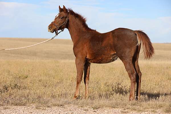 quarter-horse-colt