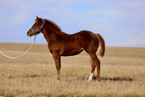 all-around-quarter-horse