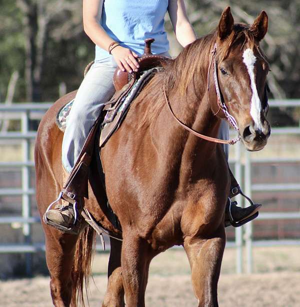 husband-safe-quarter-horse