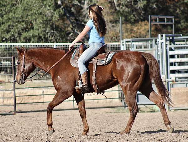 parade-quarter-horse