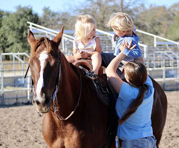 ridden-english-quarter-horse