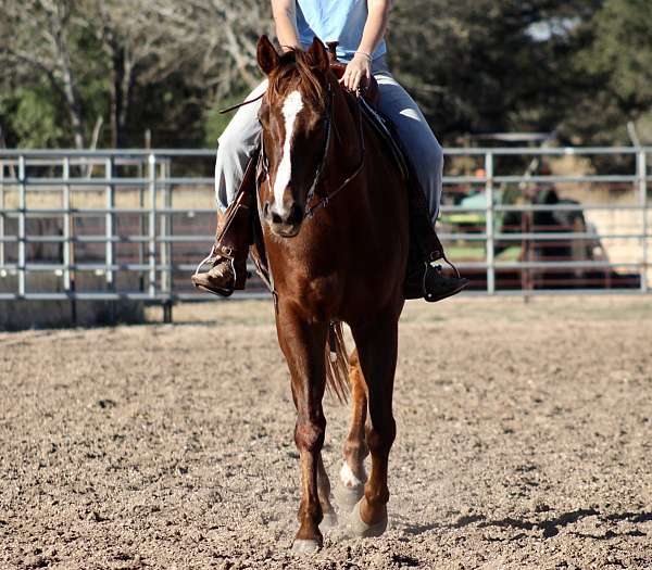 ridden-western-quarter-horse