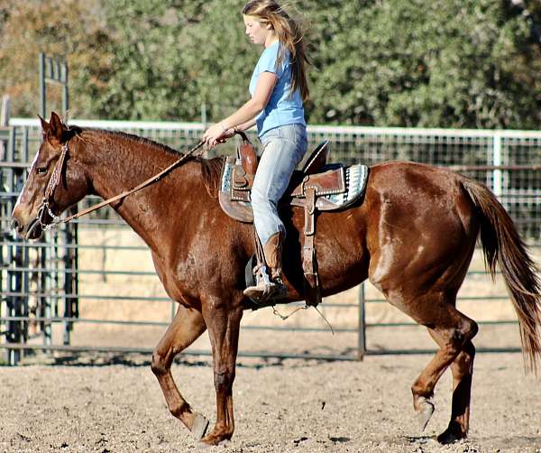 trail-quarter-horse