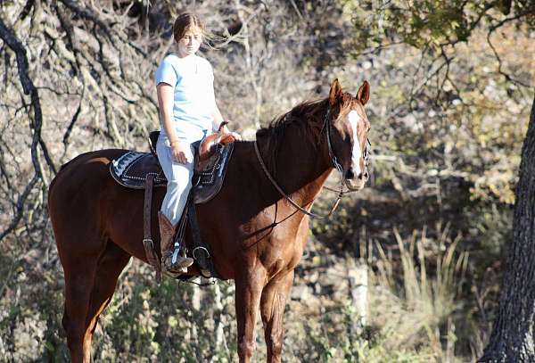 western-riding-quarter-horse