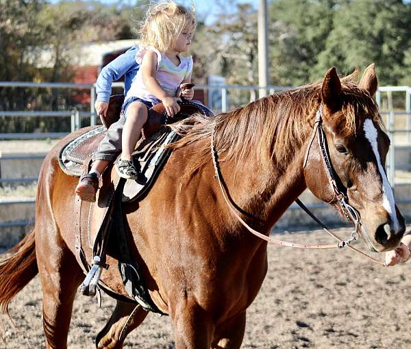 sorrel-quarter-horse-gelding