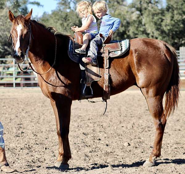 beginner-quarter-horse