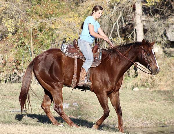 sorrel-beginner-horse