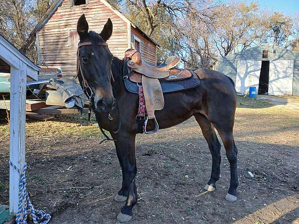 slbr-small-white-star-horse