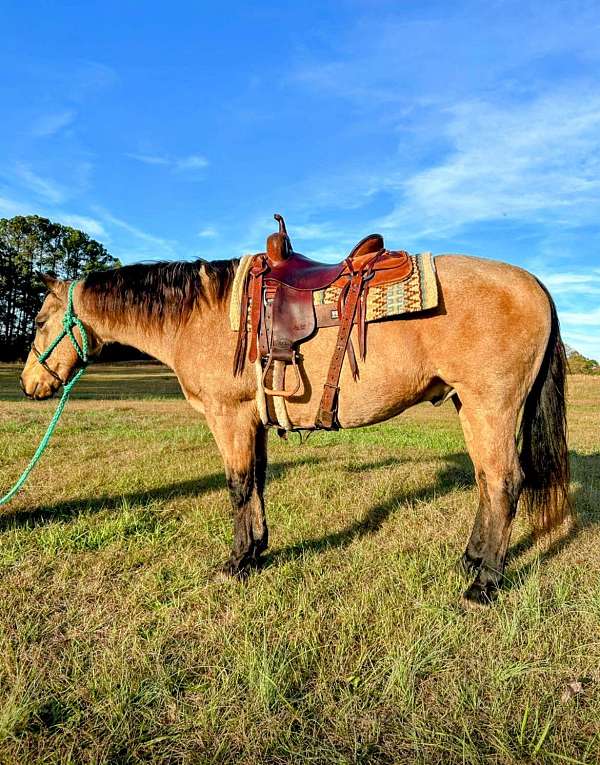 quarter-horse-gelding