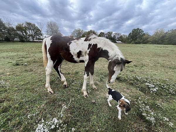 cross-gypsy-vanner-standardbred-horse