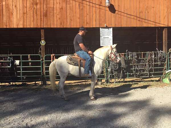 cremello-twh-child-broke-tennessee-walking-horse