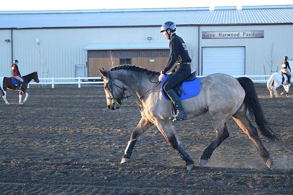 sho-percheron-horse