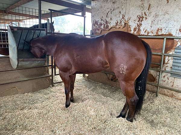 bay-solid-paint-bred-horse