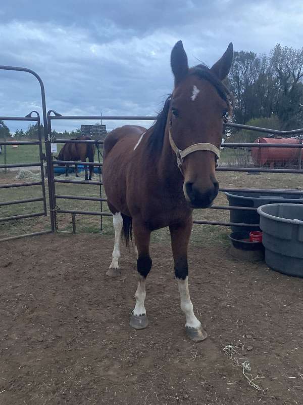 pinto-gelding