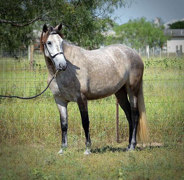 great-minded-andalusian-horse