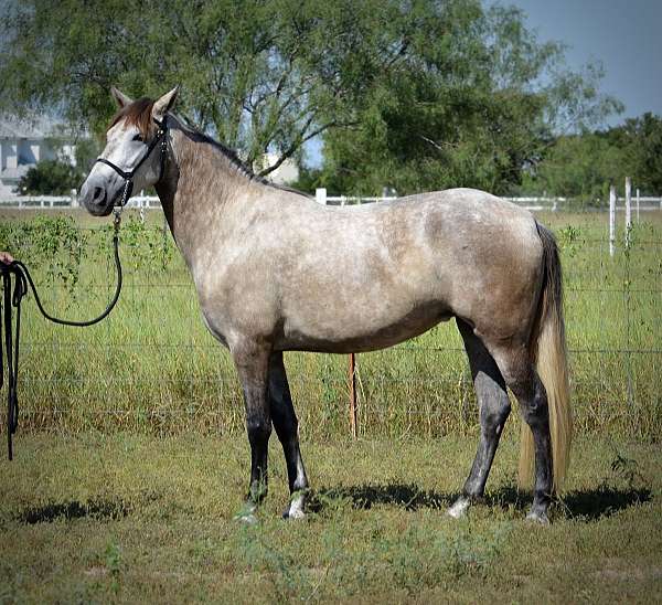 great-stop-andalusian-horse