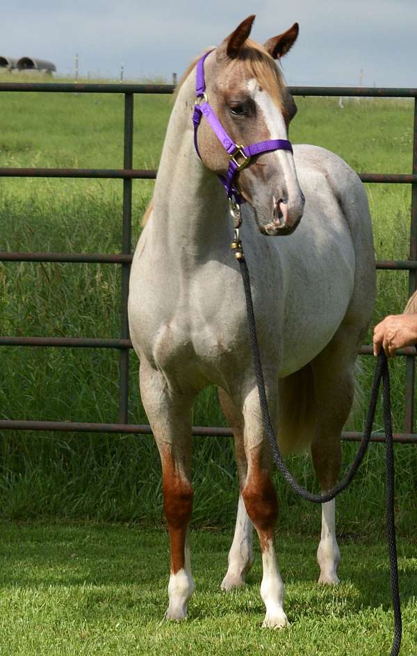 two-eyed-bartender-quarter-horse