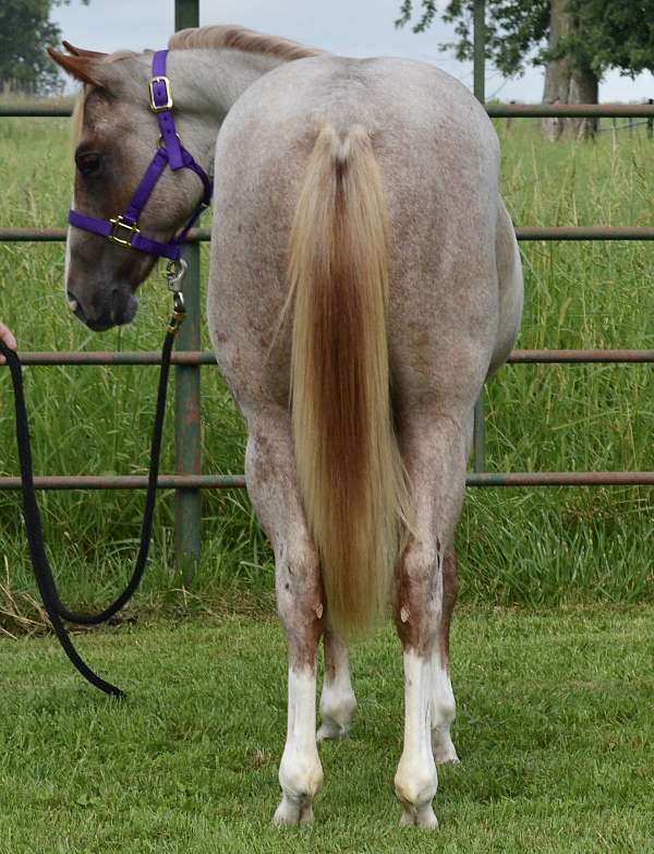 two-eyed-bartender-horse