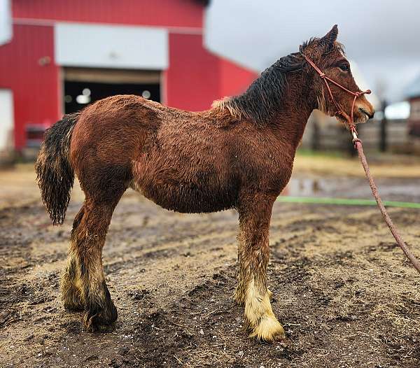 all-around-gypsy-vanner-horse