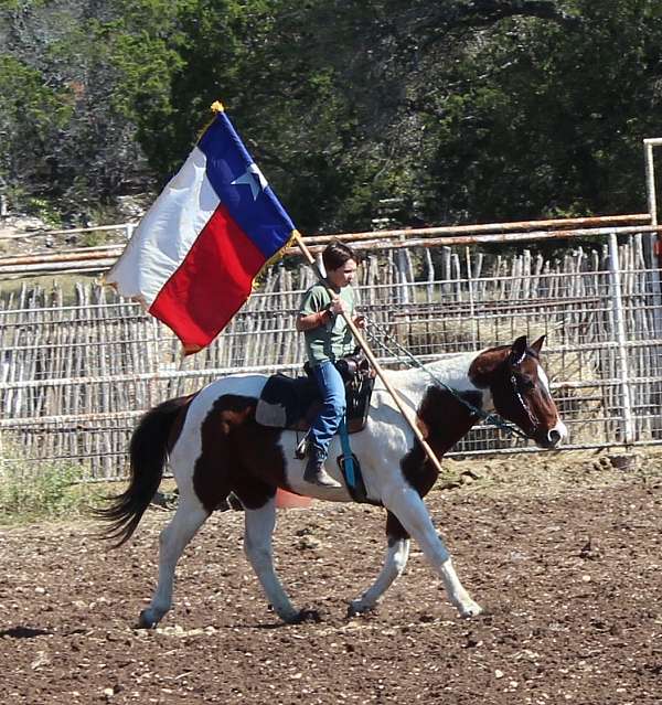 all-around-paint-horse