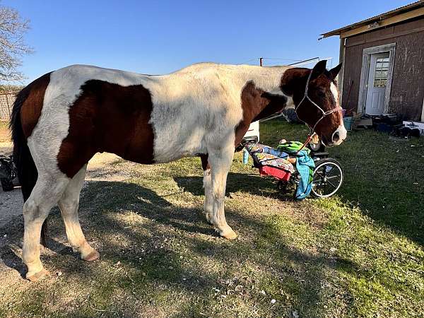 rodeo-paint-horse