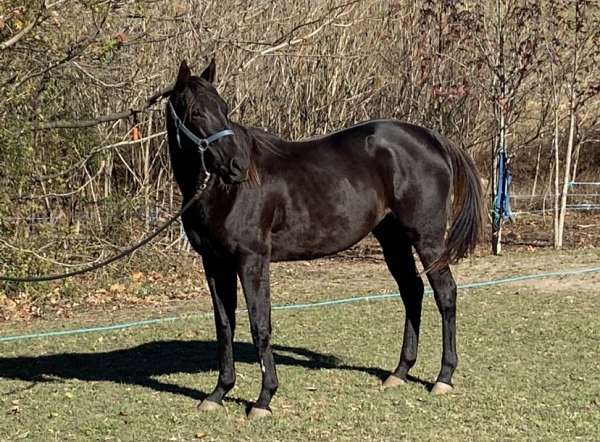 black-chocolate-show-trail-horse