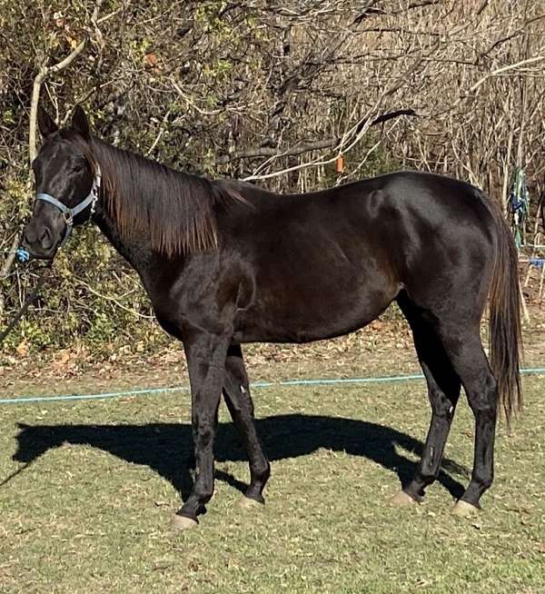 black-chocolate-show-trail-horse