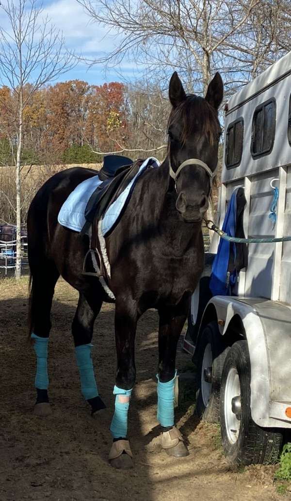 dressage-all-around-thoroughbred-horse