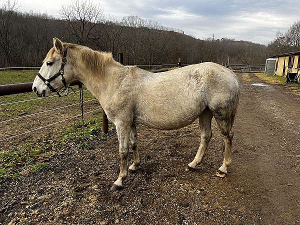 grey-mare-for-sale