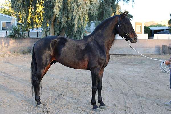 dressage-andalusian-horse