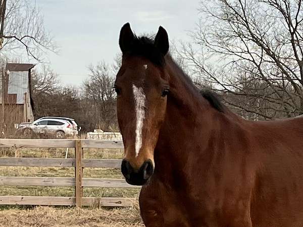 voice-commands-gelding