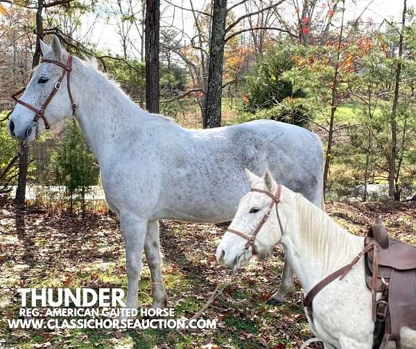 in-need-tennessee-walking-horse