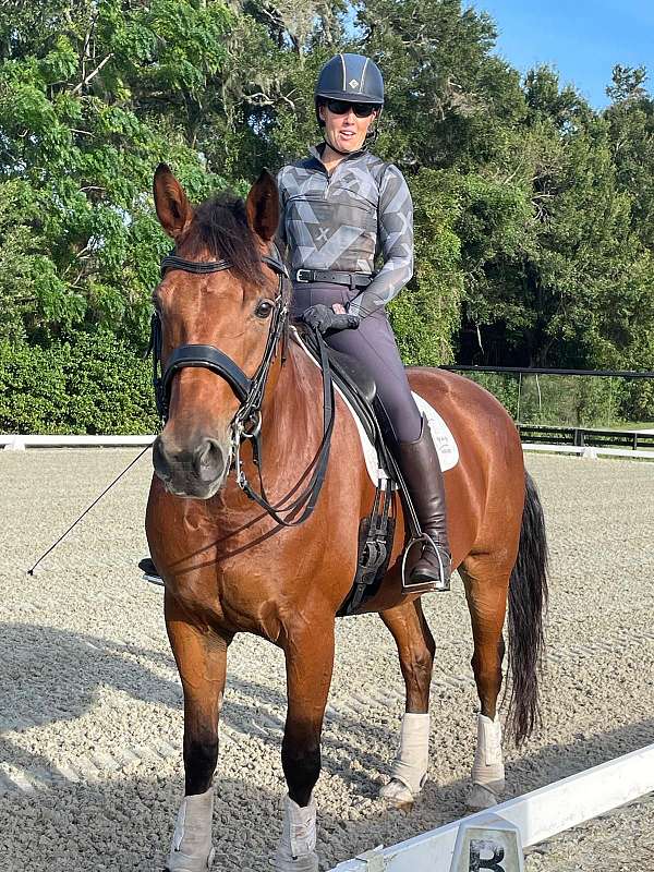 dressage-horse