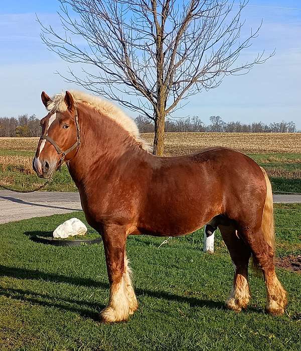 belgian-stallion-horse