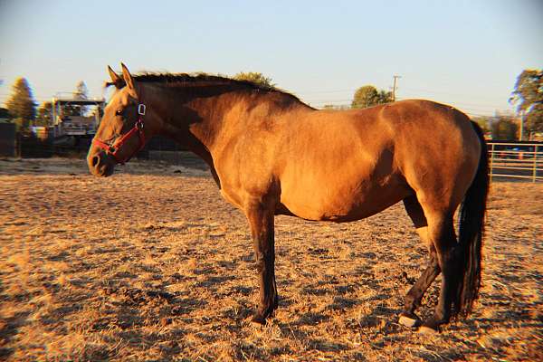 andalusian-mare