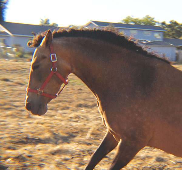 andalusian-mare