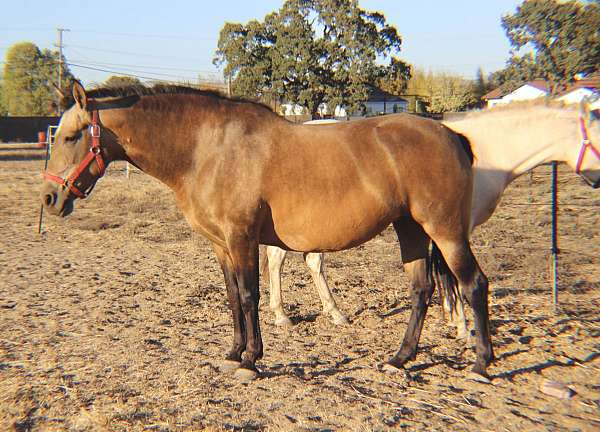 papered-andalusian-horse