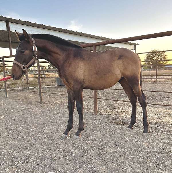 on-site-andalusian-horse