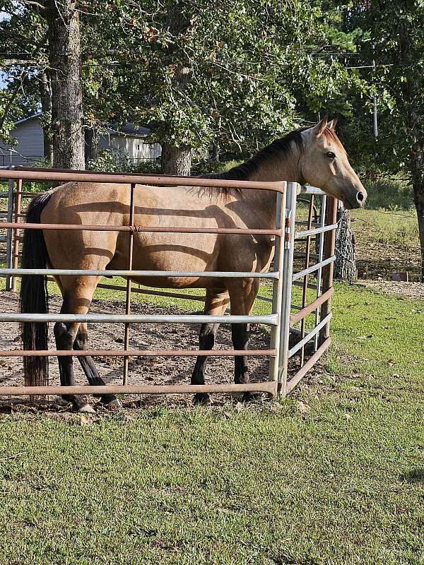 quarter-horse-gelding