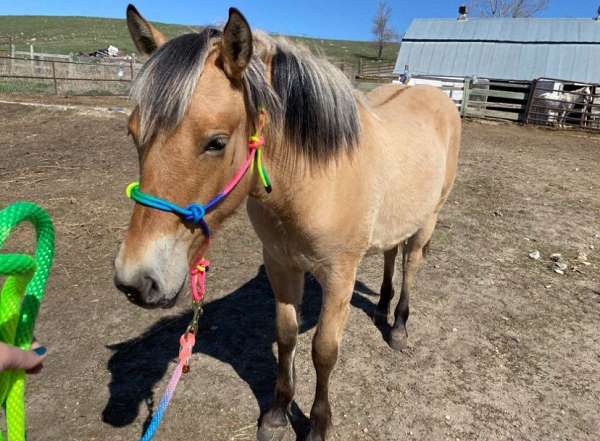 4-h-fjord-horse