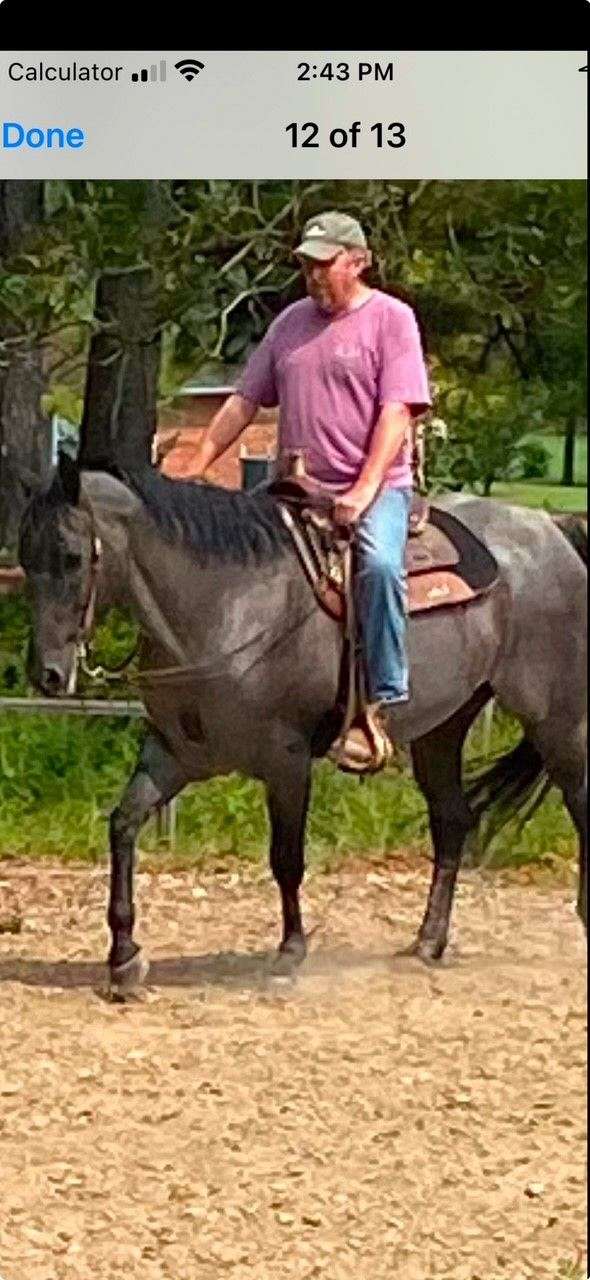 aqha-apha-gelding